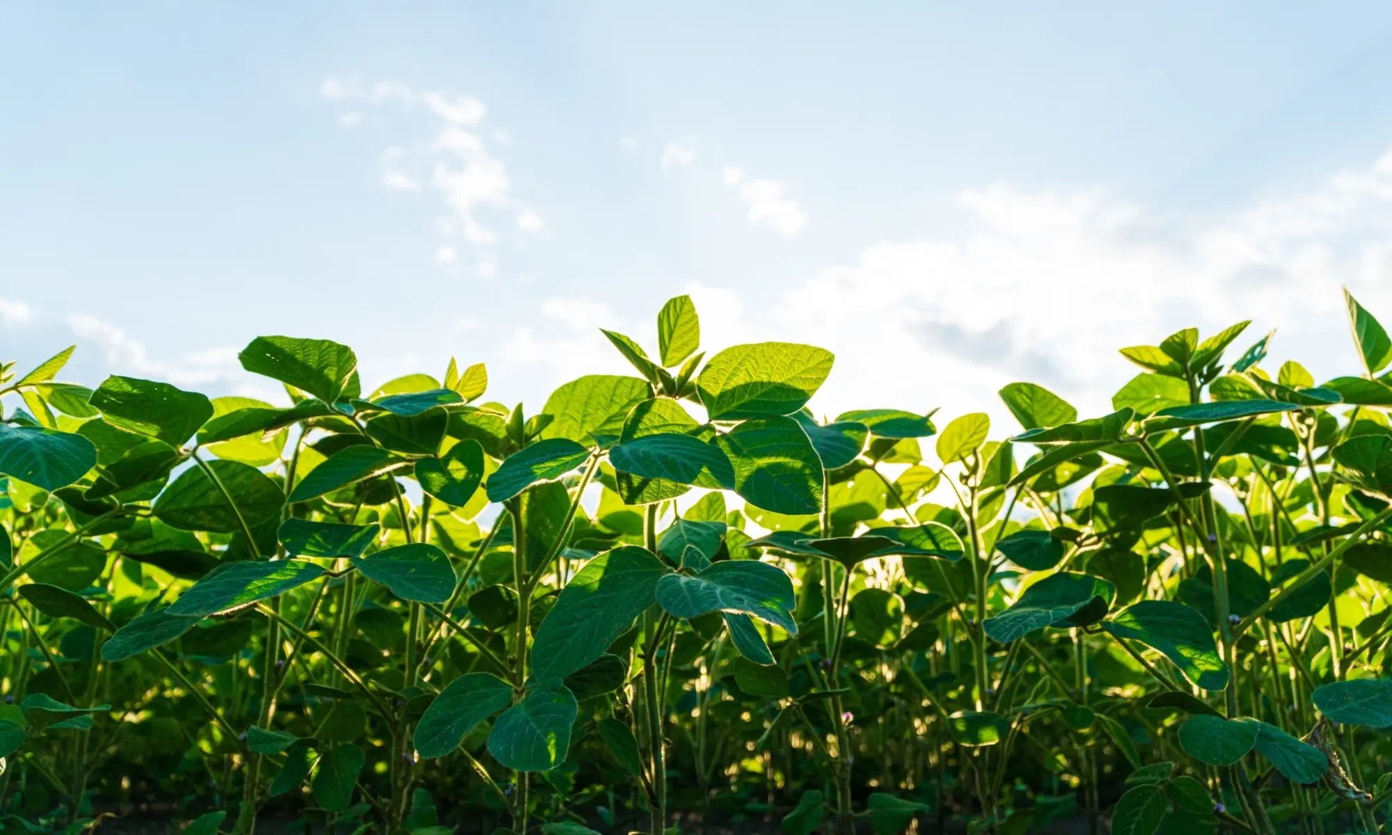 Community Pic 4 Community Pic 4