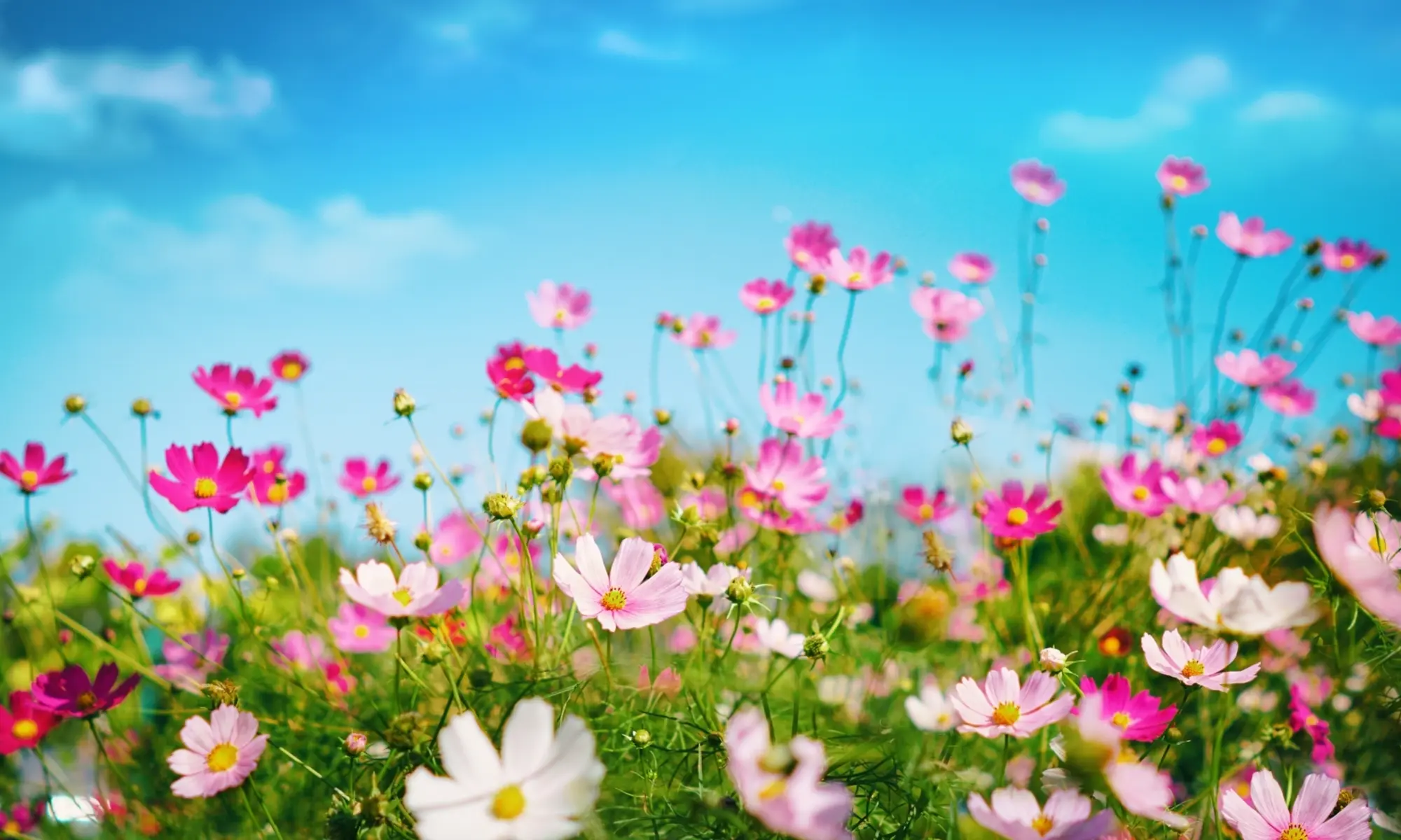 Community Pic 2 Community Pic 2