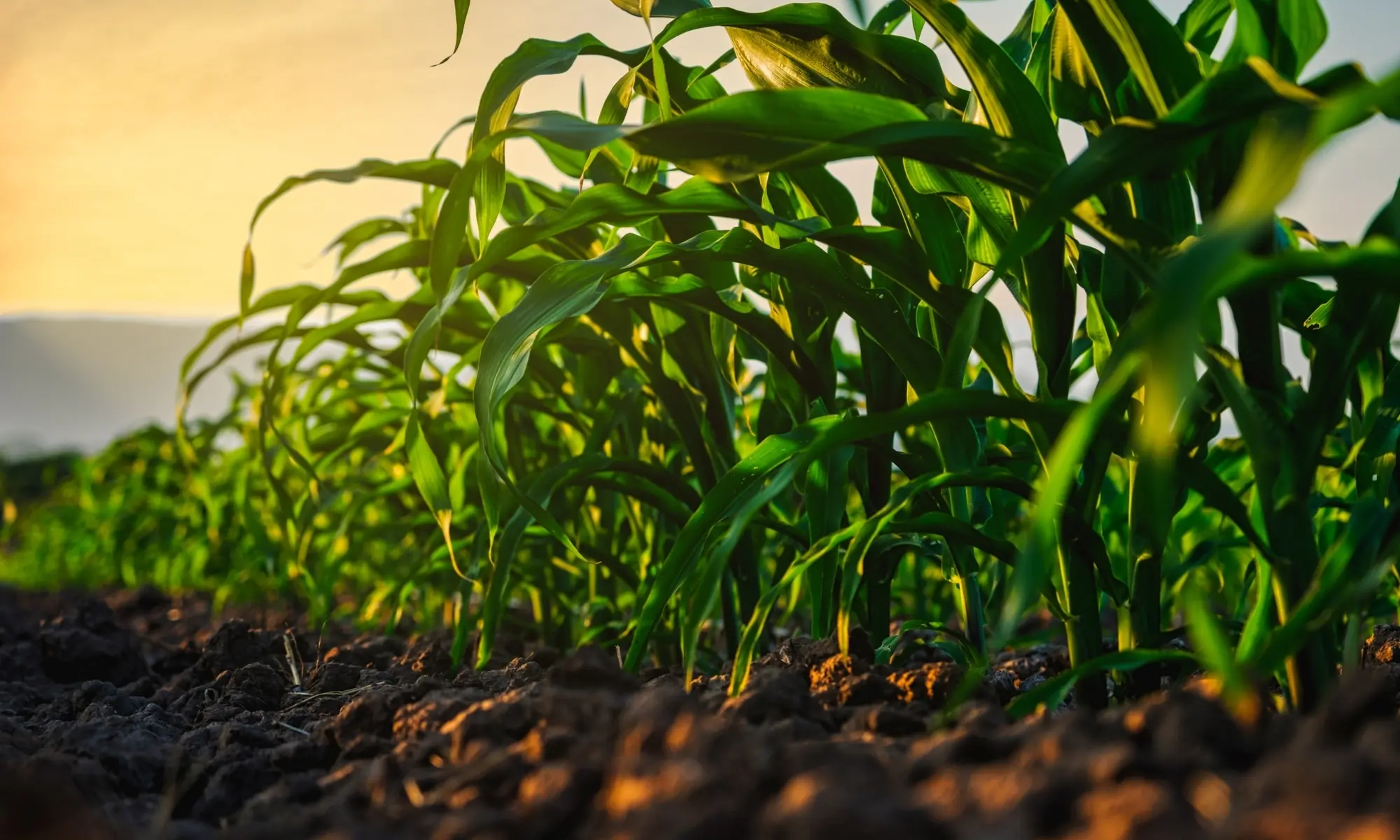 Community Pic 1 Community Pic 1